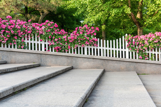 月季花园林景观