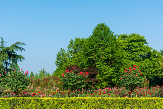 园林景观月季花