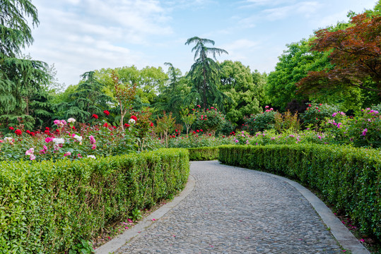 杭州花圃园林景观月季花