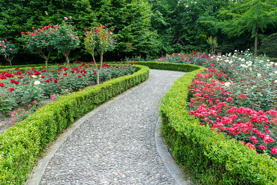 杭州花圃园林景观月季花