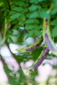 绿色植物