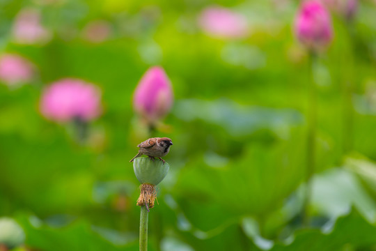 荷花