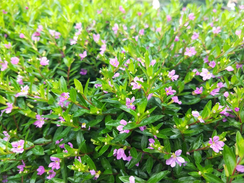 鲜花