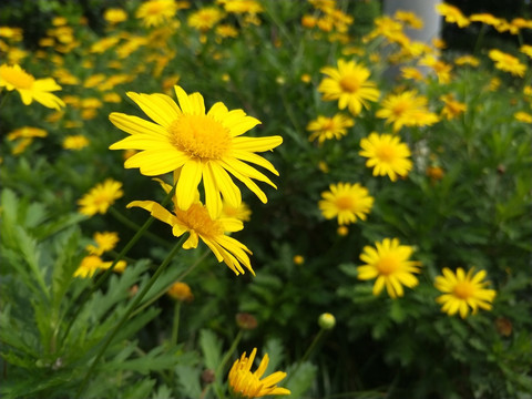 黄花