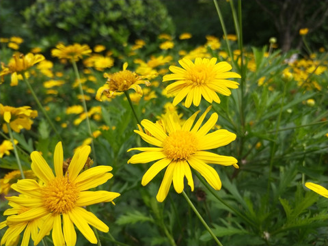 黄花