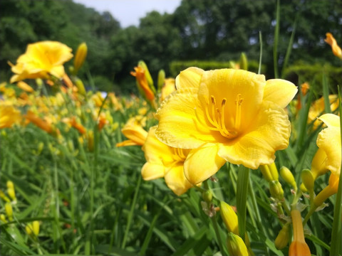 黄花
