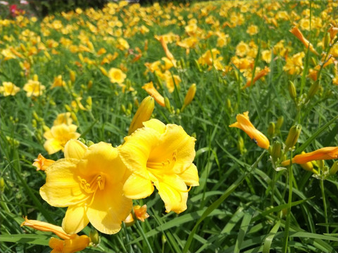 黄花