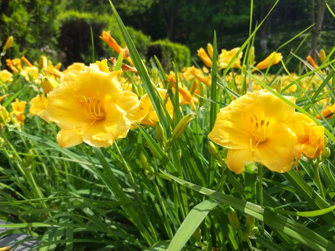 黄花