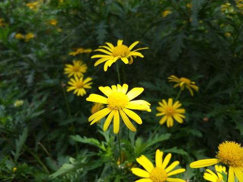 黄菊花