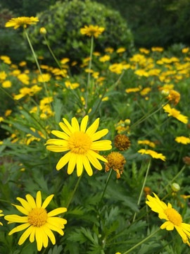 黄菊花
