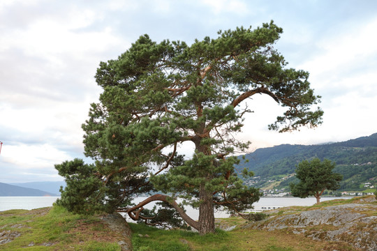 湖边的一棵松树