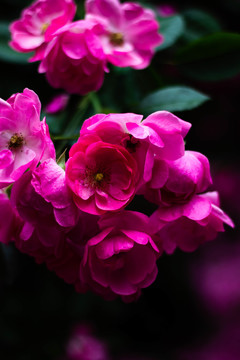 含羞的花朵蔷薇玫瑰花
