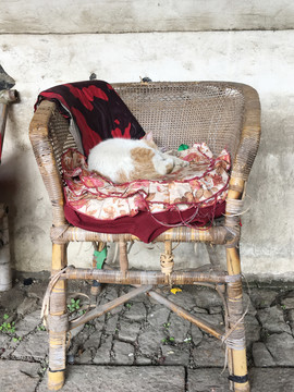 竹椅上睡觉的猫