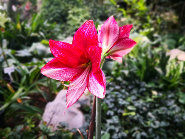 红花莲
