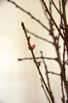 花蕾