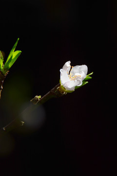 一枝桃花