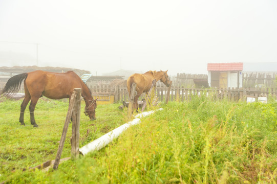 晨雾中的马