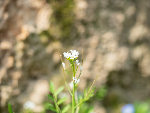 田野中盛开的碎米荠小白花