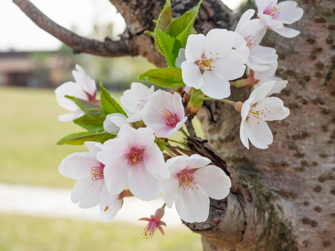 春分时节枝头盛开的粉红色的桃花
