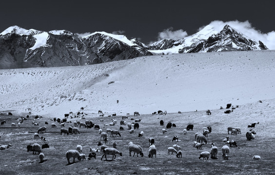 西藏黑白摄影