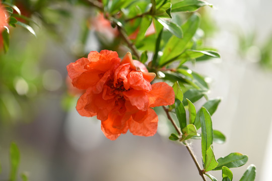 石榴花开