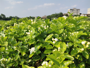 茉莉花