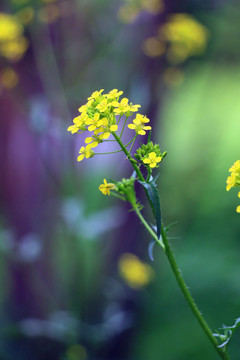 油菜花