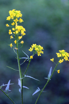 油菜花