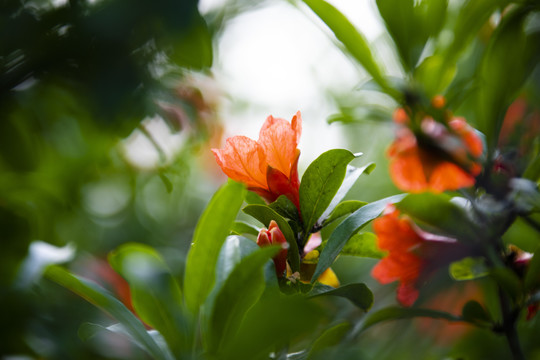 五月榴花红胜火