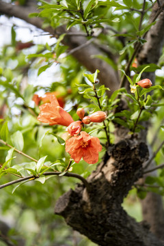 五月榴花红胜火