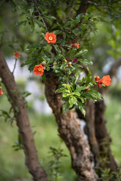 五月榴花红胜火