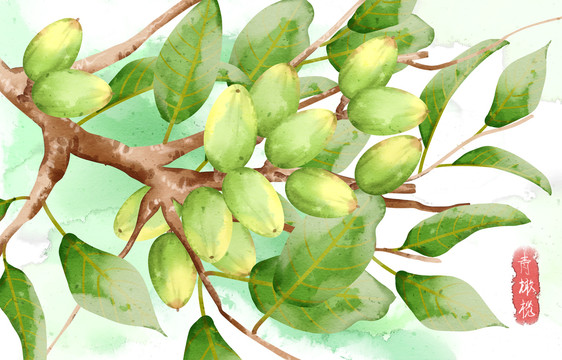 水彩风格水果中药植物青橄榄插画