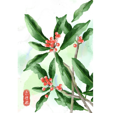 水彩风格中草药植物朱砂根插画