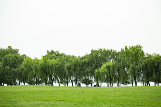 绿色树叶背景素材