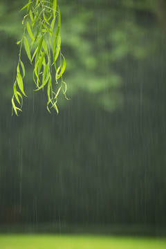 绿色柳条背景素材