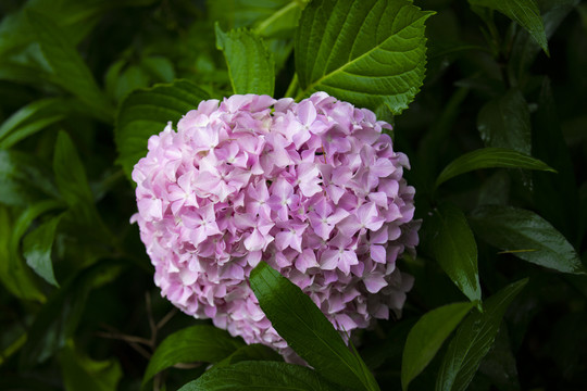 粉色绣球花朵