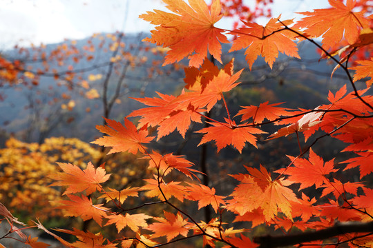 秋天山里的枫树红叶