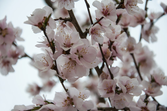 春天绽放的山桃花