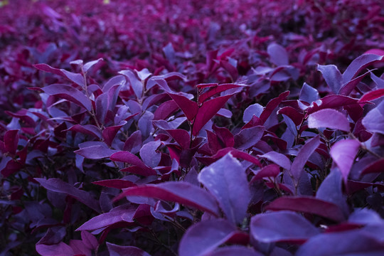 紫红树叶丛