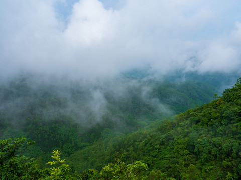 高山林场森林云雾缭绕