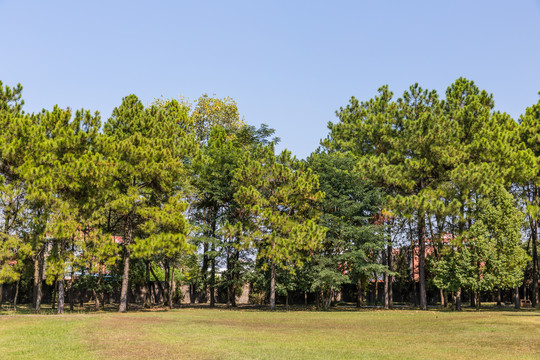 阳光森林