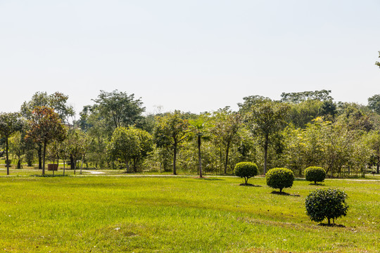 绿树林