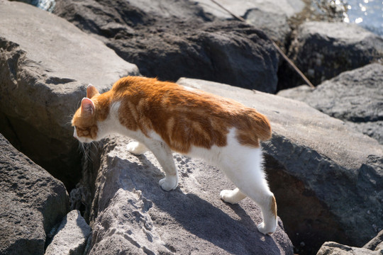 海边的野猫