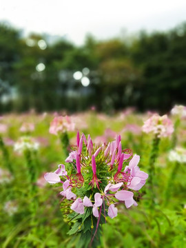 醉碟花