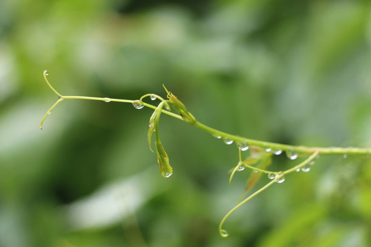 雨后的爬山虎嫩芽