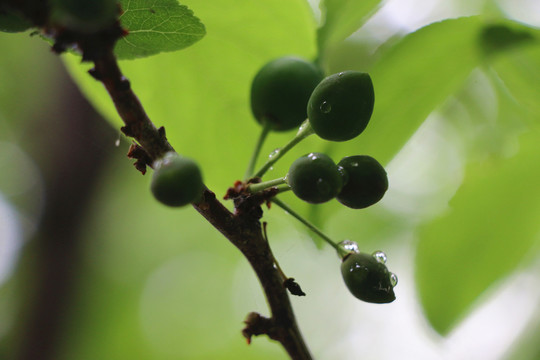 苹果树上的嫩芽和露水