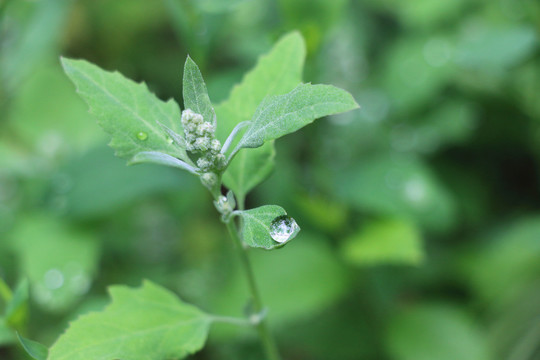 露水和草