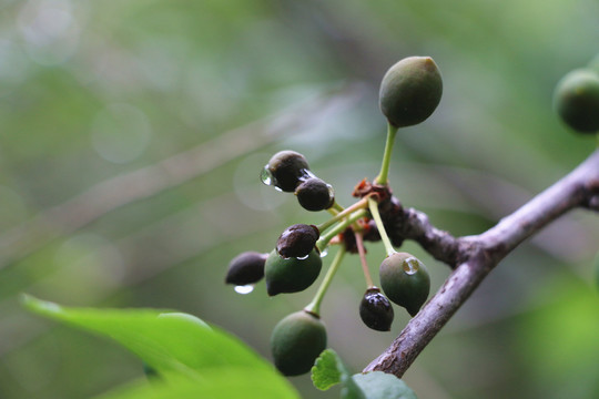 雨后的青果