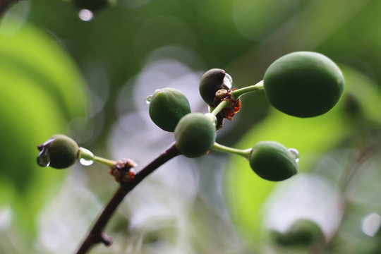 雨后的青果