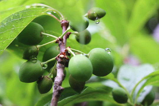 雨后的青果